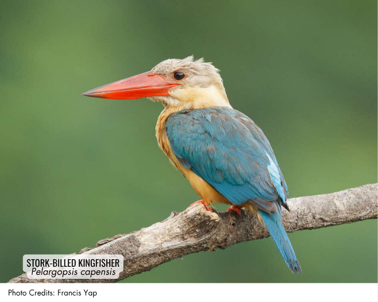 Stork-billed Kingfisher (Pelargopsis capensis)